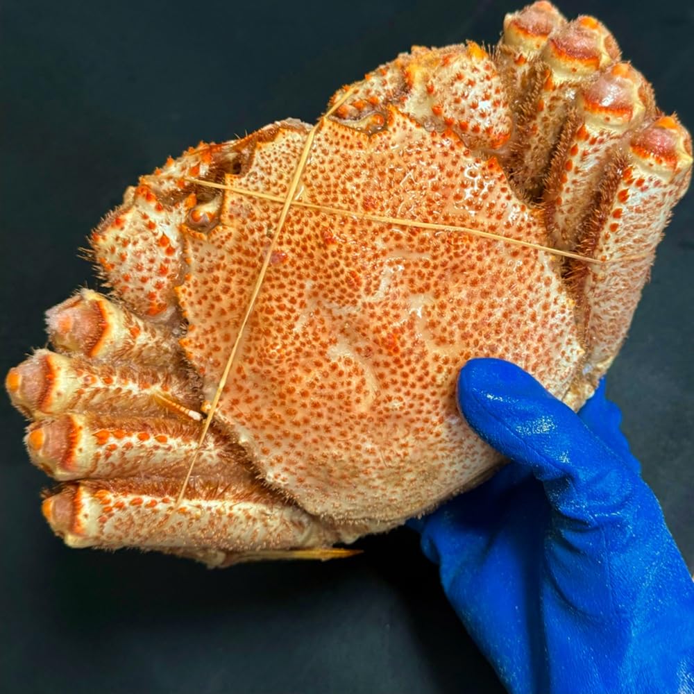 Amazon.co.jp: 毛ガニ 超特大 北海道 毛蟹 1尾 メガサイズ 1.2kg×1杯